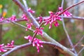 Eastern redbud tree blooms, horizontal orientation Royalty Free Stock Photo