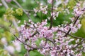 Eastern redbud Cercis canadensis, state tree of Oklahoma. Royalty Free Stock Photo