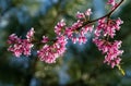 Eastern Redbud, or Eastern Redbud Cercis canadensis purple spring blossom in sunny day. Close-up of Judas tree pink flower Royalty Free Stock Photo