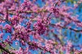 Eastern Redbud, or Eastern Redbud Cercis canadensis purple spring blossom in sunny day. Close-up of Judas tree pink flowers Royalty Free Stock Photo