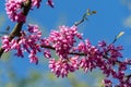 Eastern Redbud, or Eastern Redbud Cercis canadensis purple spring blossom in sunny day. Close-up of Judas tree pink flowers Royalty Free Stock Photo