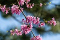 Eastern Redbud, or Eastern Redbud Cercis canadensis purple spring blossom in sunny day. Close-up of Judas tree pink flowers Royalty Free Stock Photo