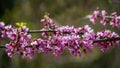 Eastern Redbud, or Eastern Redbud Cercis canadensis purple spring blossom in sunny day. Close-up of Judas tree pink flowers Royalty Free Stock Photo