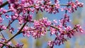 Eastern Redbud, or Eastern Redbud Cercis canadensis purple spring blossom in sunny day. Close-up of Judas tree pink flowers Royalty Free Stock Photo