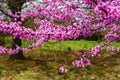 Eastern Redbud Flowers Ã¢â¬â Cercis canadensis Royalty Free Stock Photo