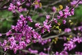 Eastern Redbud, latin name Cercis Canadensis, magenta pink flowers during spring season in early may, sunbathing in afternoon suns