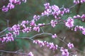 Eastern redbud tree buds on branches, left to right Royalty Free Stock Photo