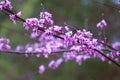 Eastern redbud tree buds on branches, right to left Royalty Free Stock Photo