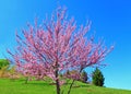 Eastern Redbud Tree Royalty Free Stock Photo
