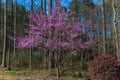 Eastern Redbud Tree in Full March Spring Bloom Royalty Free Stock Photo