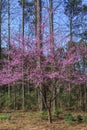 Eastern Redbud Tree in Full Spring Bloom Royalty Free Stock Photo