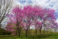 Eastern Redbud Trees Ã¢â¬â Cercis canadensis Royalty Free Stock Photo