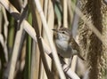 The Eastern Reed Warbler, a strangely named creature, free, very delicate, Turkey Royalty Free Stock Photo