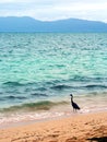 Eastern Reef Egret (Ardea sacra)