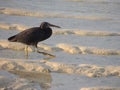 Eastern reef egret or Pacific reef heron Egretta sacra