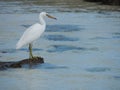 Eastern reef egret or Pacific reef heron Egretta sacra