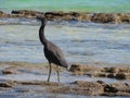 Eastern reef egret or Pacific reef heron Egretta sacra