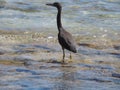 Eastern reef egret or Pacific reef heron Egretta sacra