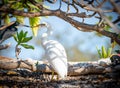 Eastern Reef Egrets sheltering from sun under tree branches