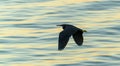 Eastern reef heron flying low over water