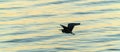 Eastern reef heron flying low over water
