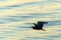 Eastern reef heron in silhouette flying low over water