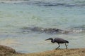 Eastern reef heron