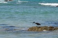 Eastern reef heron