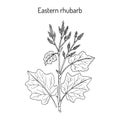 Eastern rhubarb Rheum officinale , medicinal plant