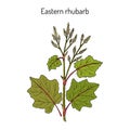 Eastern rhubarb Rheum officinale , medicinal plant