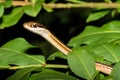 Eastern Ribbon Snake