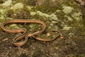 Eastern Ribbon Snake coiled on the ground.