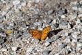 Eastern Ringed Xenica (Geitoneura acantha)