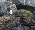 Eastern Rockhopper Penguin, Eudyptes filholi