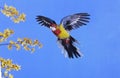 EASTERN ROSELLA OR GOLD MANTLED ROSELLA platycercus eximius, ADULT IN FLIGHT