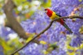 Eastern Rosella and Jacaranda Trees