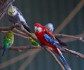 Eastern Rosella living with other parrots