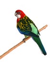 Eastern Rosella Parrot bird