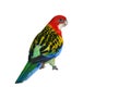 Eastern Rosella Parrot bird