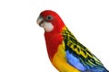 Eastern Rosella Parrot bird