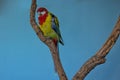 The Eastern Rosella Parrot or Parakeet is a Rosella that grows in the southeast of the Australian continent and in Tasmania.