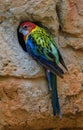 Eastern Rosella parrot wildlife colored bird