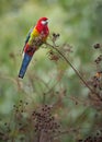 Eastern Rosella Perched In Adelaide Botanic Gardens