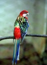 Eastern rosella Platycercus eximius bird