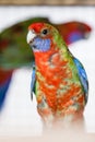 The Eastern Rosella (Platycercus eximius)