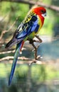 Eastern Rosella Platycercus eximius Royalty Free Stock Photo