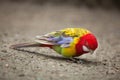 Eastern rosella Platycercus eximius.