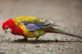 Eastern rosella Platycercus eximius.