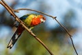 Eastern rosella - Platycercus eximius is a rosella native to southeast of the Australian continent and to Tasmania, introduced to