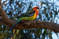 Eastern rosella - Platycercus eximius is a rosella native to southeast of the Australian continent and to Tasmania, introduced to